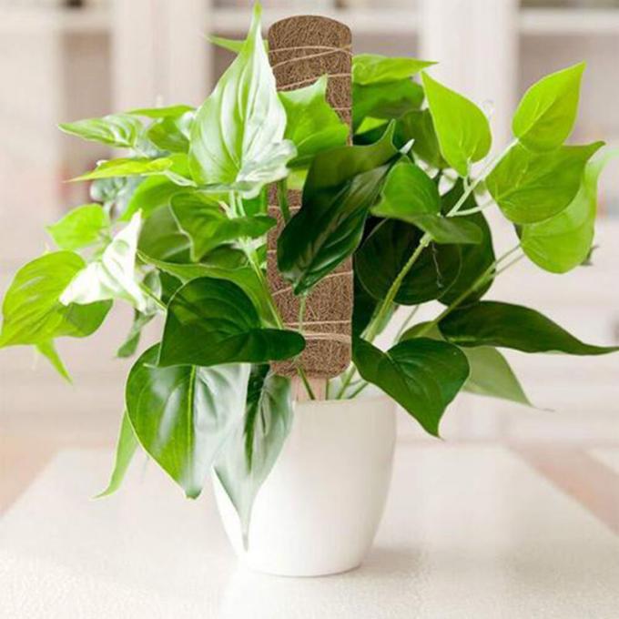 چوب نارگیل چوب نارگیل اندازه سفارشی نخل نارگیل تتم قطب مات برای گیاهان رشد صعود 3