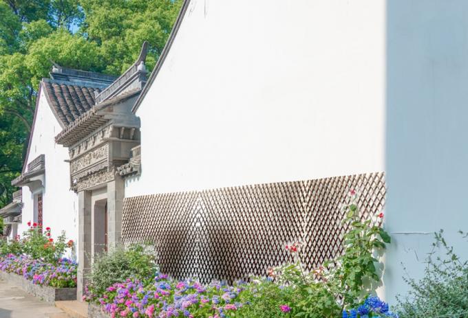 شاخه های بید طبیعی برای پس زمینه ای عالی و راه حل حفظ حریم خصوصی 3