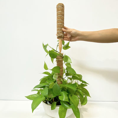 تکیه‌گاه گیاه چوب نارگیل محکم برای بالا رفتن گیاهان رونده