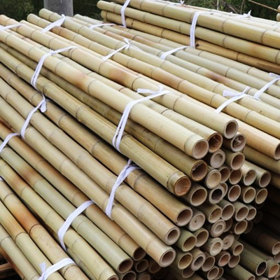 چوب بامبو 100% طبیعی زرد 90 تا 595 سانتی متری باغ گیاه