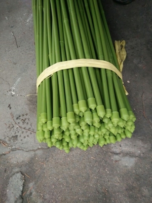 40cm 60cm 90cm 120cm طول میله های بامبو سبز رنگ سبز