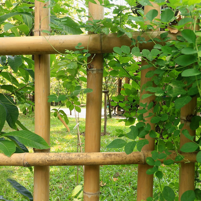 چوب بامبو طبیعی دوستدار محیط زیست میله های کن قطر 16 سانتی متری با اندازه های مختلف