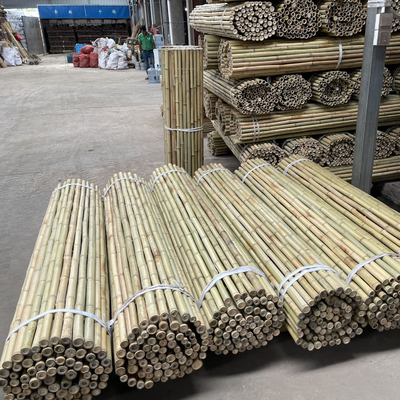 چوب بامبو باغ طبیعی برای گوجه فرنگی در فضای باز داخلی گیاهان گلدانی از سهام حمایت می کنند