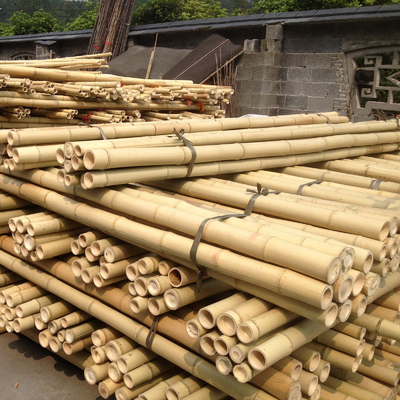دوستدار محیط زیست 3 اینچ Moso Bamboo Pole Stakes بامبو برای تزئین گیاه زرد