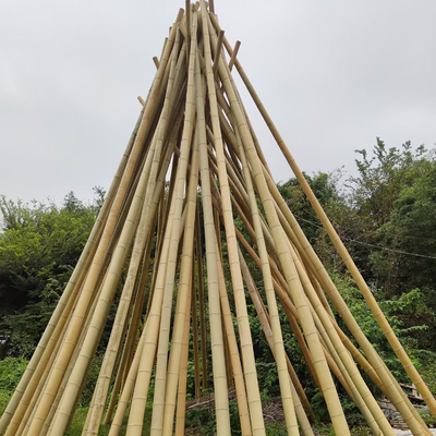 دوستدار محیط زیست 3 اینچ Moso Bamboo Pole Stakes بامبو برای تزئین گیاه زرد