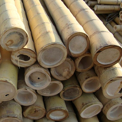 چوب بامبو 100% طبیعی زرد 90 تا 595 سانتی متری باغ گیاه