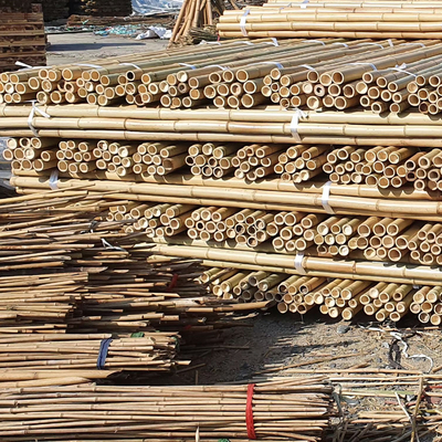 چوب بامبو 100% طبیعی زرد 90 تا 595 سانتی متری باغ گیاه
