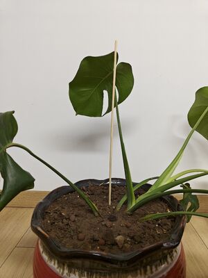 با چوب‌های گل بامبو زیبا و پایدار، از رشد باغچه‌تان حمایت کنید.