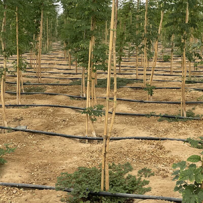 سایز بامبو سازگار با محیط زیست برای حمایت از گیاهان باغ با درمان ضدعفونی کننده