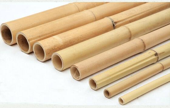 Natural Bamboo Color Moso Bamboo Poles for Planting Support – Premium Garden & Farm Stakes