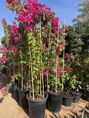 چوب باغ، چوب گیاهان بامبو طبیعی 18 اینچ، چوب های پشتیبانی گیاهان با رباط پیچ، چوب بامبو برای گوجه فرنگی، لوبیا، گل، گیاهان گلدان، گیاهان صعود داخلی و خارجی