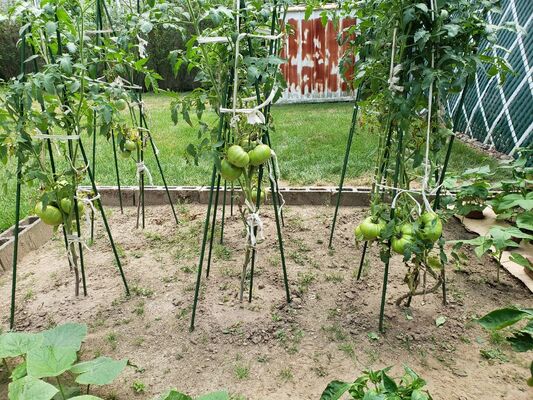 چوب فلزی پوشیده از پلاستیک چوب باغ سبز برای حمایت از گیاهان گیاه کوهنوردی حصار چشم انداز